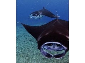 ★Student discount★Very exciting! ★[Manta encounter rate up to 70%] Manta snorkeling★Let's go see the manta rays of Ishigaki Island, which are popular all over the world! [Equipment, transportation, and photos are free]