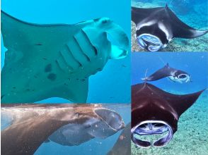 ★Student discount★ [Awesome! Manta encounter rate up to 70%] Manta snorkeling★ Come see the manta rays of Ishigaki Island, which are popular all over the world! [Equipment, transportation, and photos are free]