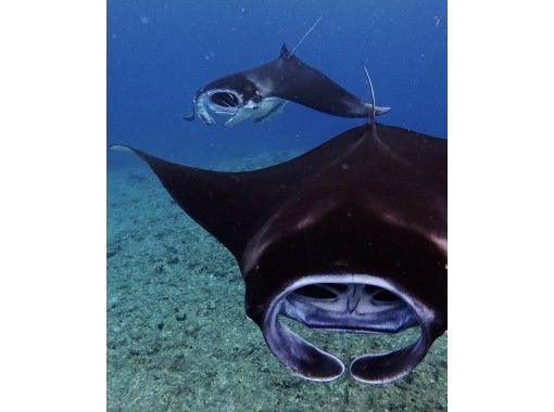 ★Student discount★Very exciting! ★[Manta encounter rate up to 70%] Manta snorkeling★Let's go see the manta rays of Ishigaki Island, which are popular all over the world! [Equipment, transportation, and photos are free]の画像