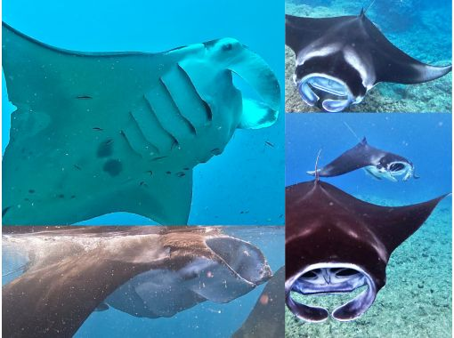 ★Student discount★ [Awesome! Manta encounter rate up to 70%] Manta snorkeling★ Come see the manta rays of Ishigaki Island, which are popular all over the world! [Equipment, transportation, and photos are free]の画像