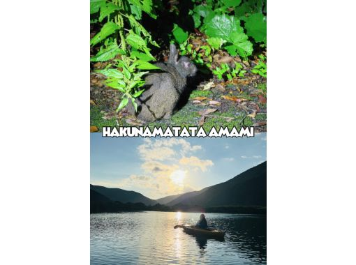 【奄美大島 / 1組様限定貸切案内】サンセットマングローブカヌーとアマミノクロウサギ探検ナイトツアーの画像