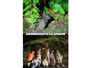 【奄美大島 / 1組様限定貸切案内】アマミノクロウサギ探検ナイトツアー