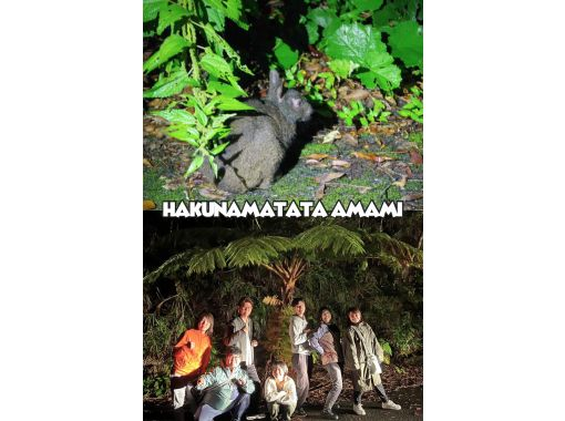 【奄美大島 / 1組様限定貸切案内】アマミノクロウサギ探検ナイトツアーの画像