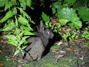 【鹿児島・奄美大島】アマミノクロウサギ探検ナイトツアー