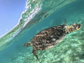 【鹿児島・奄美大島】ウミガメシュノーケル