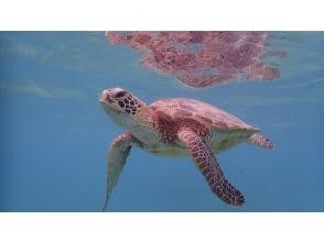 【奄美大島 / 1組様限定貸切案内】ウミガメシュノーケル