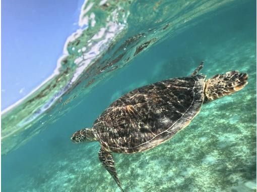 【鹿児島・奄美大島】ウミガメシュノーケルの画像