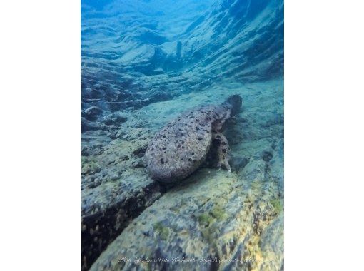 【和歌山・古座川】天然記念物オオサンショウウオを探す！リバーダイビング　半日コース（ライセンス保有者対象）の画像