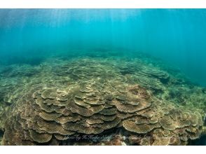 [Wakayama, Kushimoto, Fun Diving] 1 beach + 1 boat diving Rental equipment included Diving in the world's northernmost coral colony area Beginners welcome