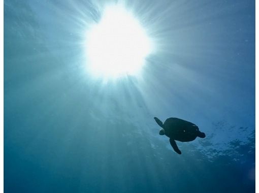 [Wakayama, Kushimoto, Fun Diving] 1 beach + 1 boat diving Review your skills on the beach and then boat diving (rental equipment included)の画像