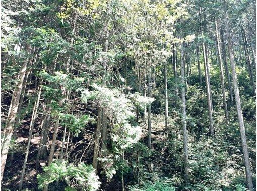 【岐阜県・八百津町】～木が切られて商品になるまで～【山歩きとプチ蒸留体験】の画像