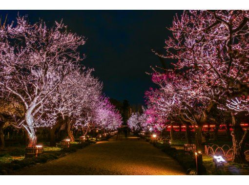 【日本三大名園】點燈活動「偕樂園UME The Lights」門票預訂（茨城水戶）の画像