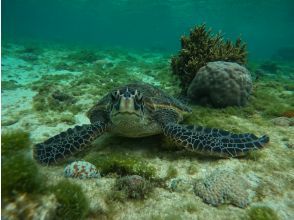 【沖縄・那覇・糸満】大度浜海岸（ジョン万ビーチ）シュノーケルツアー！  写真、魚のエサ無料