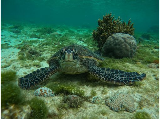 【沖縄・那覇・糸満】シュノーケルツアー！ 大度浜海岸（ジョン万ビーチ）の画像