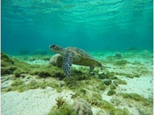 【沖縄・那覇・糸満】大度浜海岸（ジョン万ビーチ）シュノーケルツアー！  写真、魚のエサ無料の画像