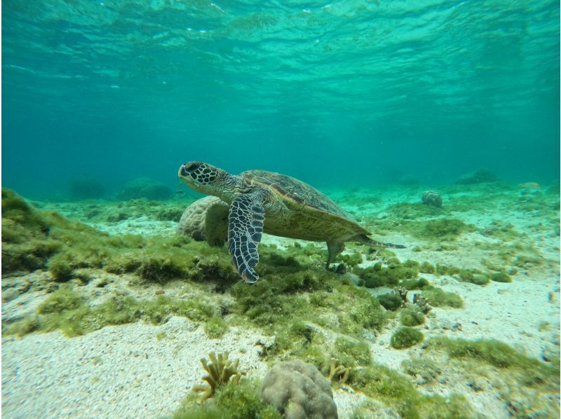 【沖縄・那覇・糸満】専属ガイド1組貸切で安心！ウミガメやカラフル熱帯魚が楽しめるジョン万ビーチで体験ダイビング！ 写真データ＆餌やり無料の紹介画像