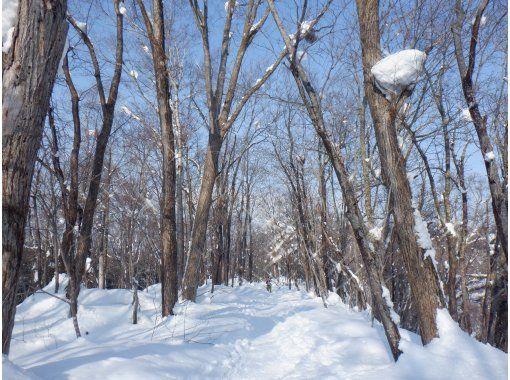 [Niseko Snowshoeing] Explore the snowy forests of Niseko on snowshoes. Enjoy the fantastic scenery that only a snowy country can offer!の画像