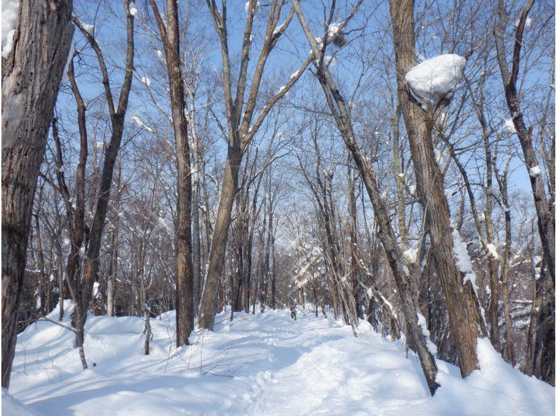 【ニセコ・スノーシュー】雪深いニセコの森の中をスノーシューをはいてゆっくり探索します。雪国ならではの幻想的な風景をお楽しみいただけます！の紹介画像