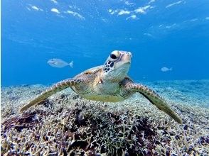 【最新超高画質カメラ撮影無料！】熱帯魚&珊瑚礁シュノーケル＋海亀シュノーケル！2カ所の海岸に地元出身ガイドがご案内！超贅沢ツアー！