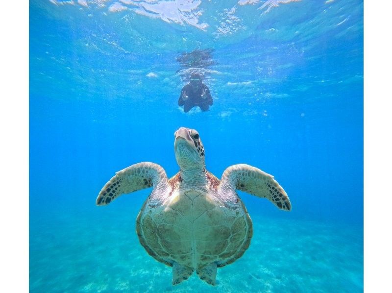 ★宮古島・シギラ内開催★午前！ウミガメと泳ぐシュノーケル★写真データ無料★の紹介画像