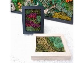 [Chiba, Chiba City] Moss art - Create a rare moss preserved art frame! Take it home on the day and get another kit to make it at home