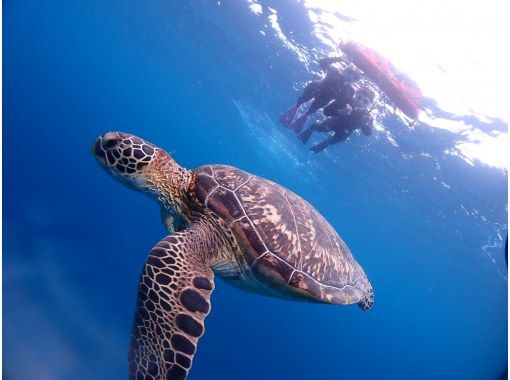 【沖縄・石垣島】半日体験ダイビング＆シュノーケリング！写真・動画プレゼント♪の画像