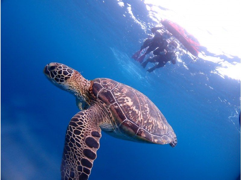 【沖縄・石垣島】半日体験ダイビング＆シュノーケリング！写真・動画プレゼント♪の紹介画像