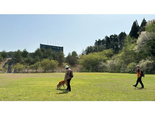 [Akita Prefecture, Mitane Town] Walking in nature with Akita dogs & making miso-flavored mushroomsの画像