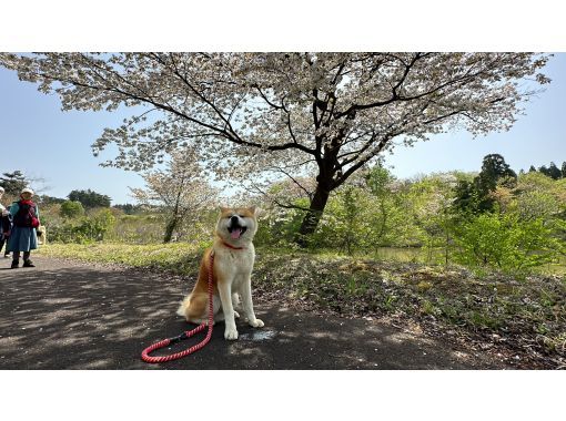 【秋田縣三種町】與秋田犬一起在大自然中散步＆製作“味噌拌飯”の画像