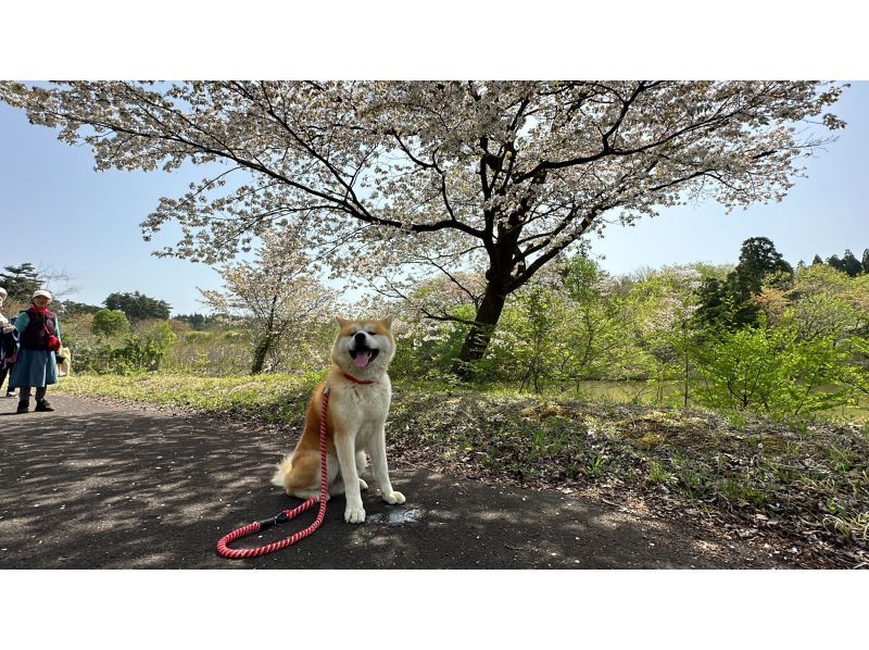 【秋田県・三種町】秋田犬と自然ウォーキング＆味噌つけたんぽつくり体験の紹介画像