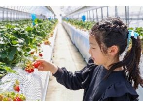 [Nagano, Fujimi Town] Open all year round! "Strawberry picking" 30 minutes all-you-can-eat in the garden! Free condensed milk!! Recommended for families, couples, and groups ♪