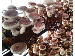 [Fujimi-cho, Nagano] A serious shiitake mushroom manufacturer! "Shiitake Mushroom Hunting" Thick meat! Thick stems! All-you-can-pack 100% domestic brand shiitake mushrooms for 30 minutes!