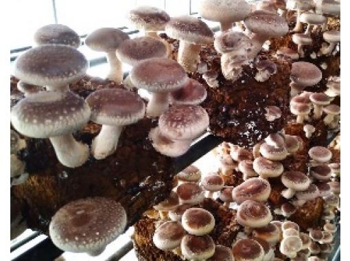 [Fujimi-cho, Nagano] A serious shiitake mushroom manufacturer! "Shiitake Mushroom Hunting" Thick meat! Thick stems! All-you-can-pack 100% domestic brand shiitake mushrooms for 30 minutes!の画像