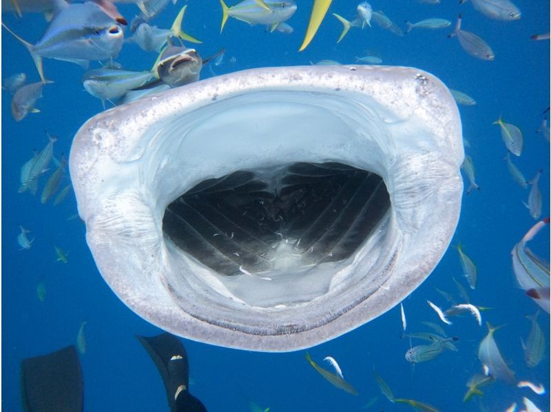 【北海道・SUP体験】透明度の高い支笏湖の湖面をクルージング！SUP体験（半日コース）の画像