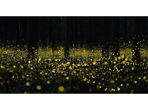 業界一お得‼︎【沖縄・石垣島】&rdquo;ヤエヤマヒメボタル観賞ツアー&rdquo;（小学生以下&yen;2,500・3歳以下無料・当日キャンセルOK）＋快晴時は星空観賞の画像