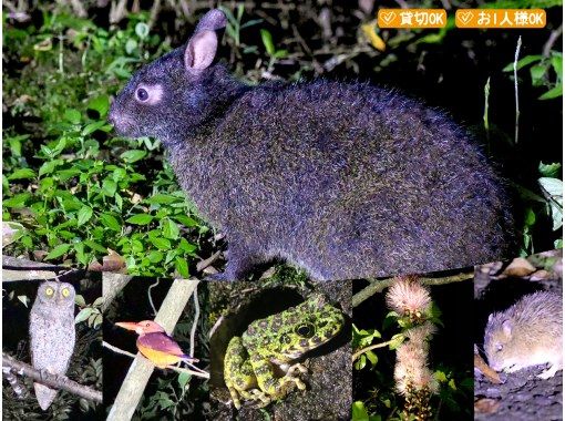 【鹿児島・奄美 】北部〜名瀬エリア送迎可能！おひとりご参加OK、奄美の夜の森へ！女性ガイドが案内する アマミノクロウサギ・ナイトツアーの画像