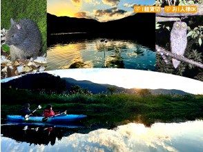 【鹿児島・奄美】北部〜名瀬エリア送迎可能！ “1組貸切ツアー” 女性ガイドが案内する 夕暮れ時マングローブカヤック＆ナイトツアー