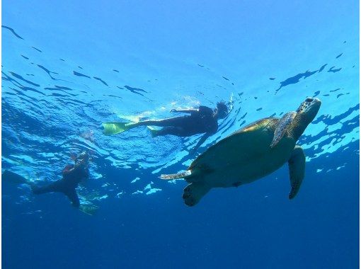 [Okinawa, Ishigaki Island] 13:30 boat ride! Coral and sea turtle snorkeling ♪ Let's go to a spectacular coral reef spot to look for sea turtles!の画像