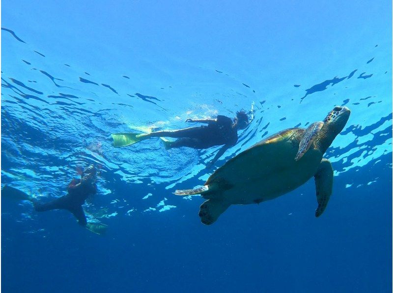 [Okinawa, Ishigaki Island] 13:30 boat ride! Coral and sea turtle snorkeling ♪ Let's go to a spectacular coral reef spot to look for sea turtles!の紹介画像