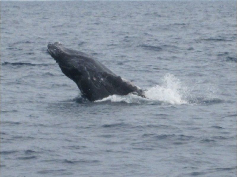 【沖縄・慶良間諸島】クジラを肉眼で見る貴重な体験 ホエールウォッチング