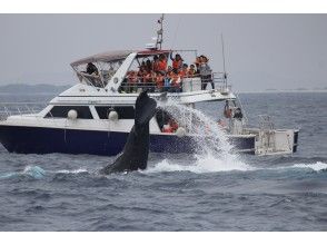 2024【沖縄・慶良間諸島】クジラを肉眼で見る貴重な体験「ホエールウォッチング」クジラの写真プレゼント！