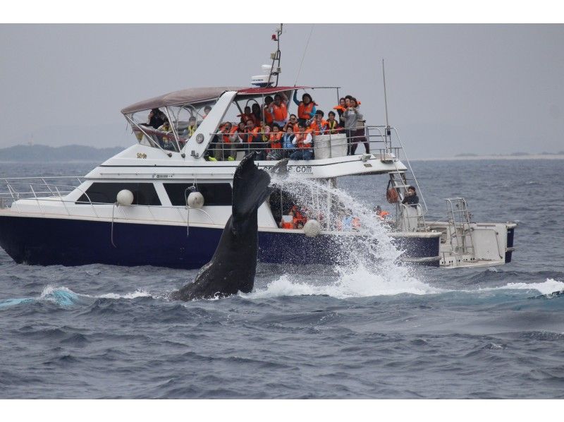[เกาะโอกินาว่าKerama] ประสบการณ์อันมีค่าในการดูปลาวาฬด้วยตาเปล่า "ดูฝูงปลาวาฬ" ของขวัญรูปวาฬ!の紹介画像