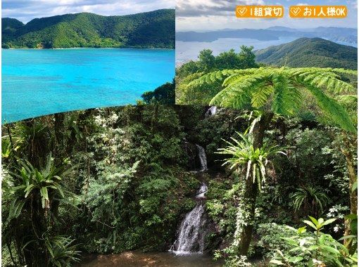 【鹿児島・奄美】北部〜名瀬エリア送迎可能！ “1組貸切” おひとりご参加OK、女性ガイドが案内する ＜1日＞ネイチャーヒーリングツアーの画像