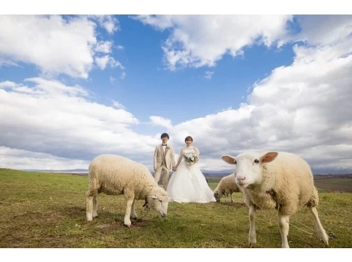 [北海道，富良野/美瑛] 2处地点婚纱摄影方案の画像