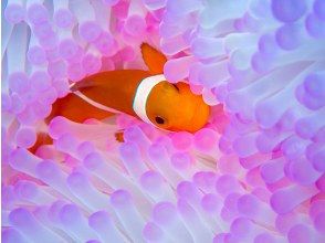 [Okinawa, Onna Village] Clownfish Paradise Snorkeling ♪ Let's go see Nemo in the coral village (Easy boat transportation / Guide is fully reserved so beginners can feel safe)