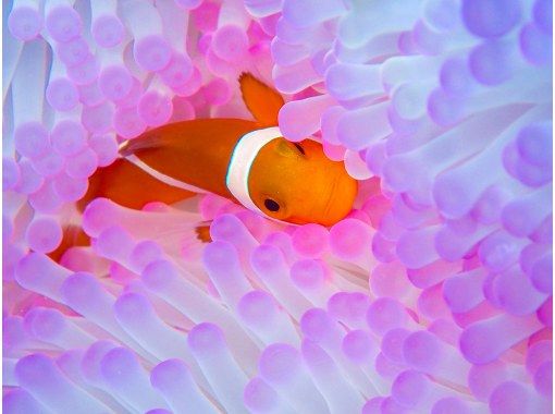 [Okinawa, Onna Village] Clownfish Paradise Snorkeling ♪ Let's go see Nemo in the coral village (Easy boat transportation / Guide is fully reserved so beginners can feel safe)の画像