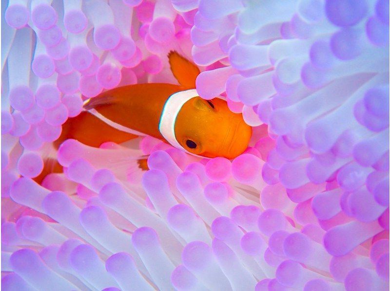 [Okinawa, Onna Village] Clownfish Paradise Snorkeling ♪ Let's go see Nemo in the coral village (Easy boat transportation / Guide is fully reserved so beginners can feel safe)の紹介画像