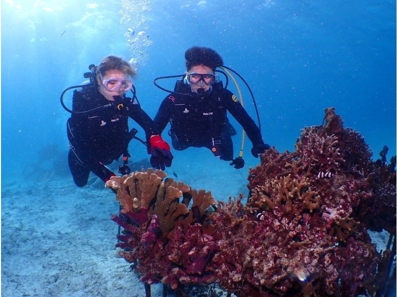 [Okinawa, Northern] Beginners are also welcome! Coral Reef Churaumi Boat Experience Diving Half-day 2 dives Great video shooting planの紹介画像