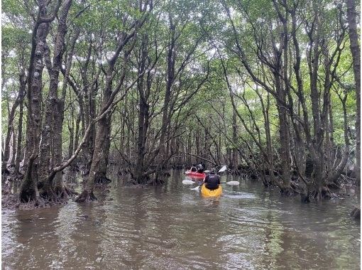 [Okinawa, Ishigaki City North] Fukidzu River Sightseeing Mangrove Canoe Experience 60 Minutes Short Courseの画像