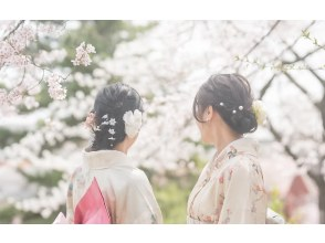 [Miyagi, Shibata] Shibata Hitome Senbonzakura! Walk along the spectacular cherry blossom road in a kimono! Rental kimono plan and optional professional photographer photoshoot available